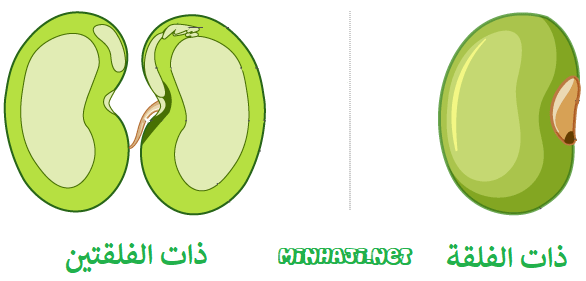 نباتات ذات الفلقة ونباتات ذات الفلقتين نباتات ذات الفلقة ونباتات ذات الفلقتين